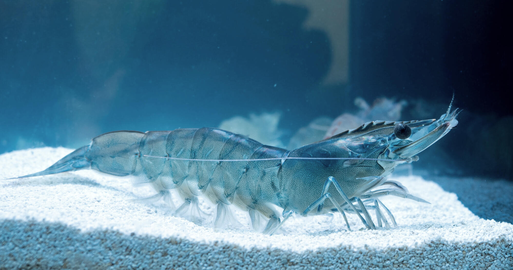 se-ebi vannamei pacific white shrimp